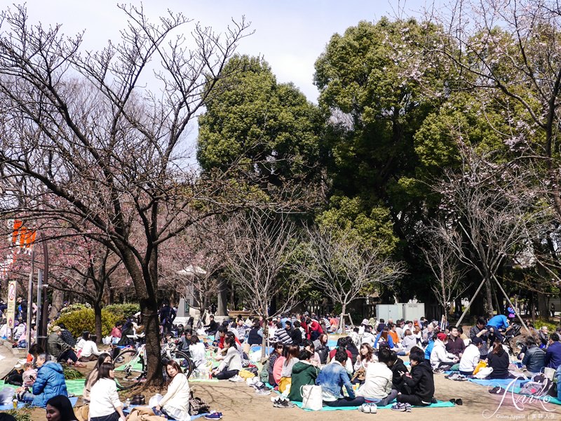 【東京賞櫻】上野恩賜公園 x 東京國立博物館。2018東京櫻花預測～日本東京超人氣賞櫻景點