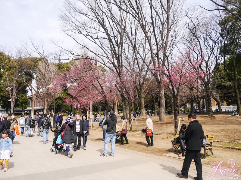 【東京賞櫻】上野恩賜公園 x 東京國立博物館。2018東京櫻花預測～日本東京超人氣賞櫻景點