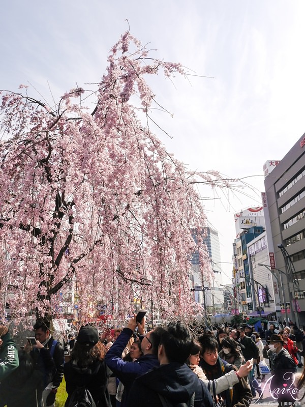 【東京賞櫻】上野恩賜公園 x 東京國立博物館。2018東京櫻花預測～日本東京超人氣賞櫻景點