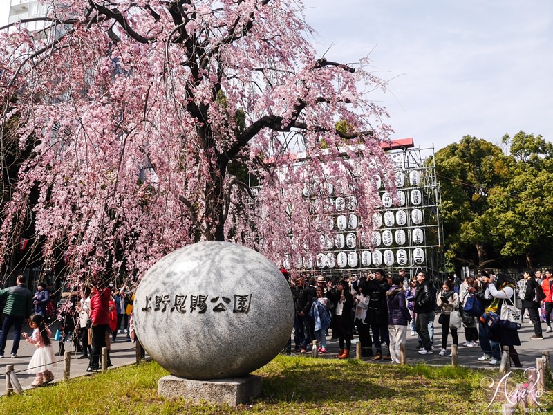 【東京賞櫻】上野恩賜公園 x 東京國立博物館。2018東京櫻花預測～日本東京超人氣賞櫻景點