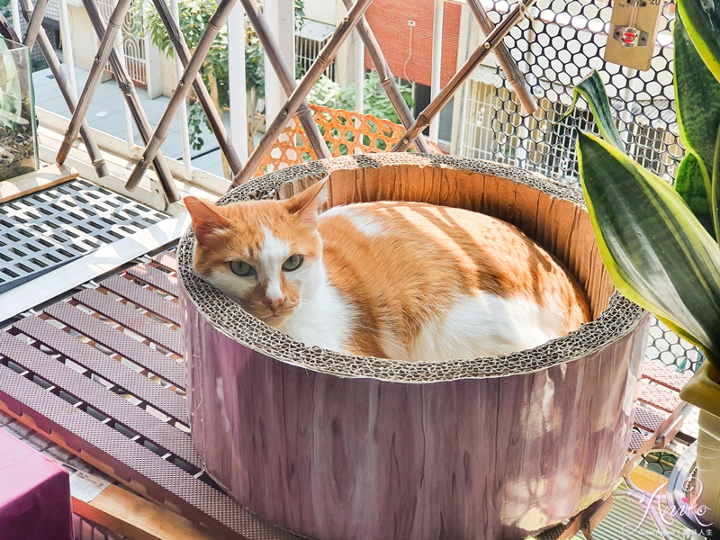 【貓飼料推薦】Tapazo 特百滋。挑嘴毛孩必嚐！凍乾雙饗宴～一次結合乾糧和鮮食級凍乾！視覺味覺雙重享受