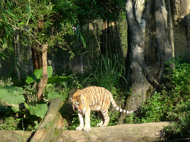 【❤木柵】好不敬業的木柵動物園。二訪團團圓圓