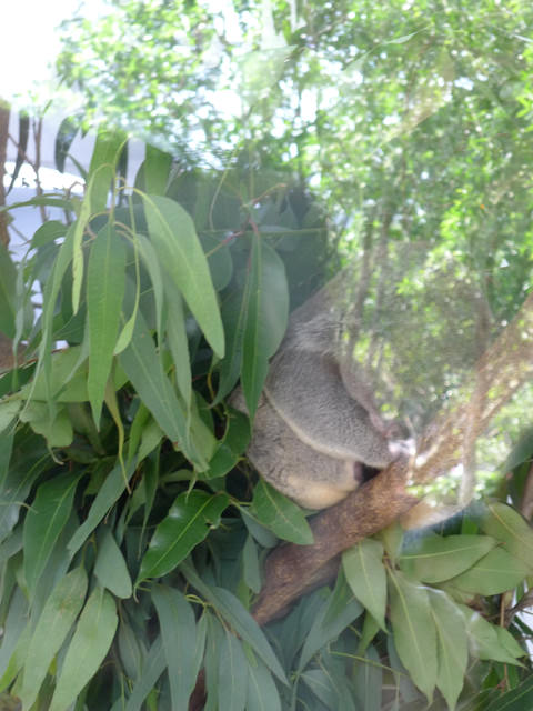 【❤木柵】好不敬業的木柵動物園。二訪團團圓圓