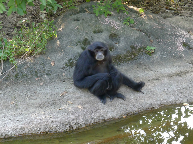 【❤木柵】好不敬業的木柵動物園。二訪團團圓圓