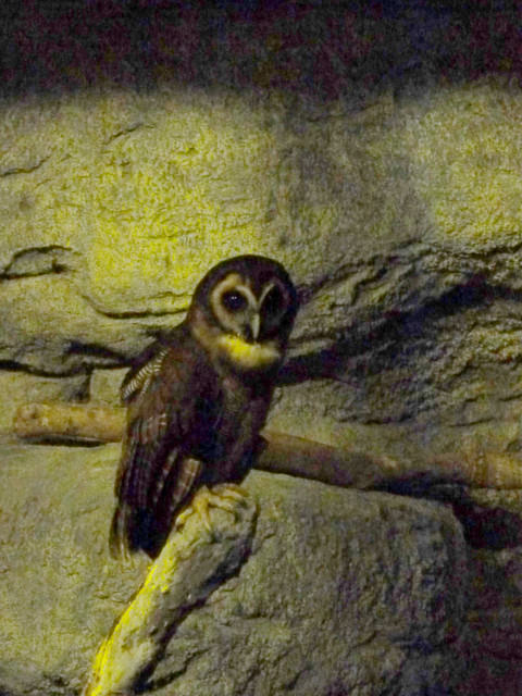 【❤木柵】好不敬業的木柵動物園。二訪團團圓圓