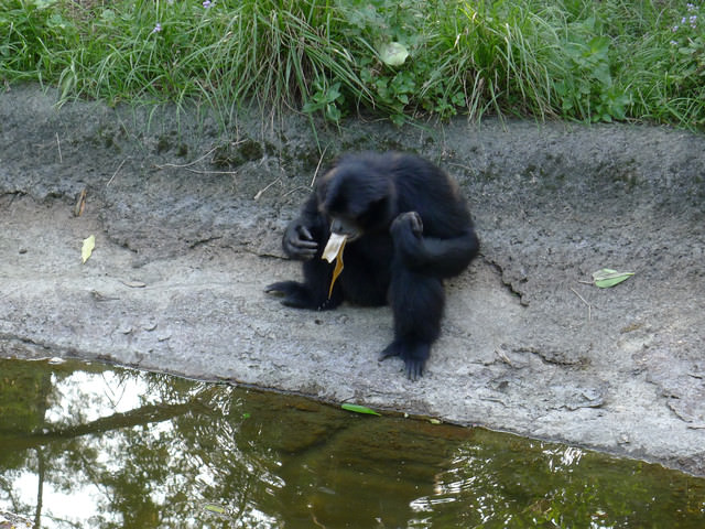 【❤木柵】好不敬業的木柵動物園。二訪團團圓圓