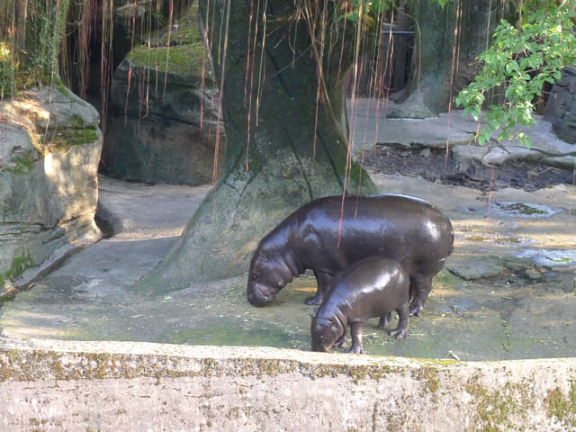 【❤木柵】好不敬業的木柵動物園。二訪團團圓圓