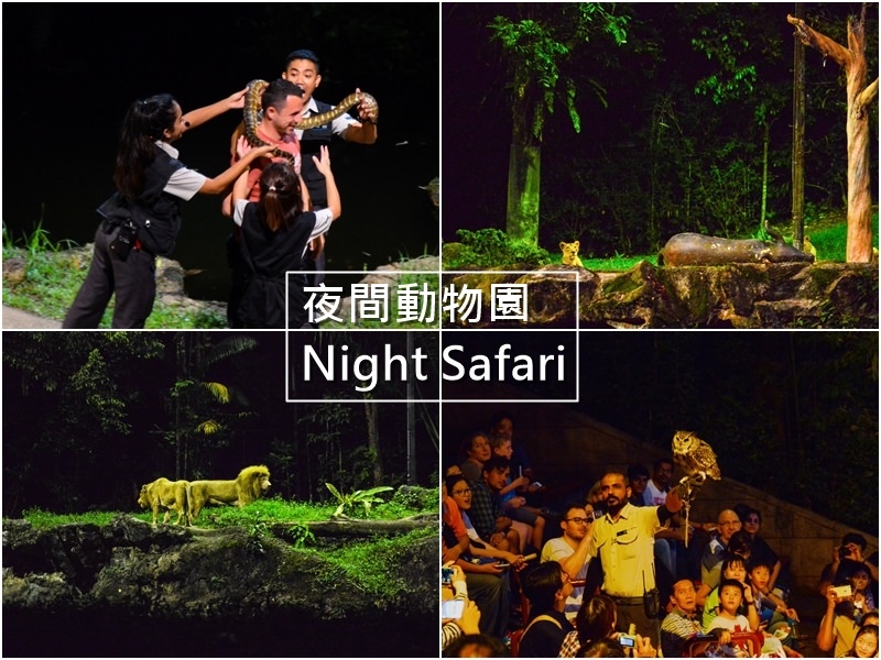 【新加坡自由行】5天4夜新加坡自由行~夜間動物園 Night Safari。全球第一！無柵欄近距離看動物