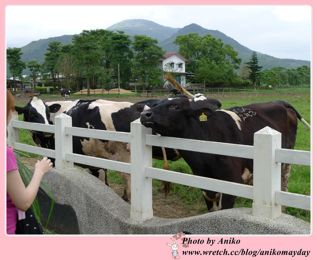 【2012春❤花蓮】奶香四溢的青青草原。瑞穗牧場