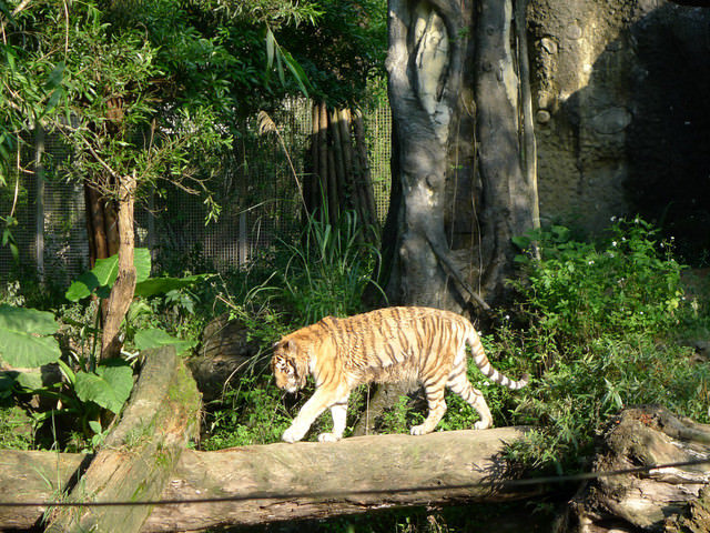 【❤木柵】好不敬業的木柵動物園。二訪團團圓圓