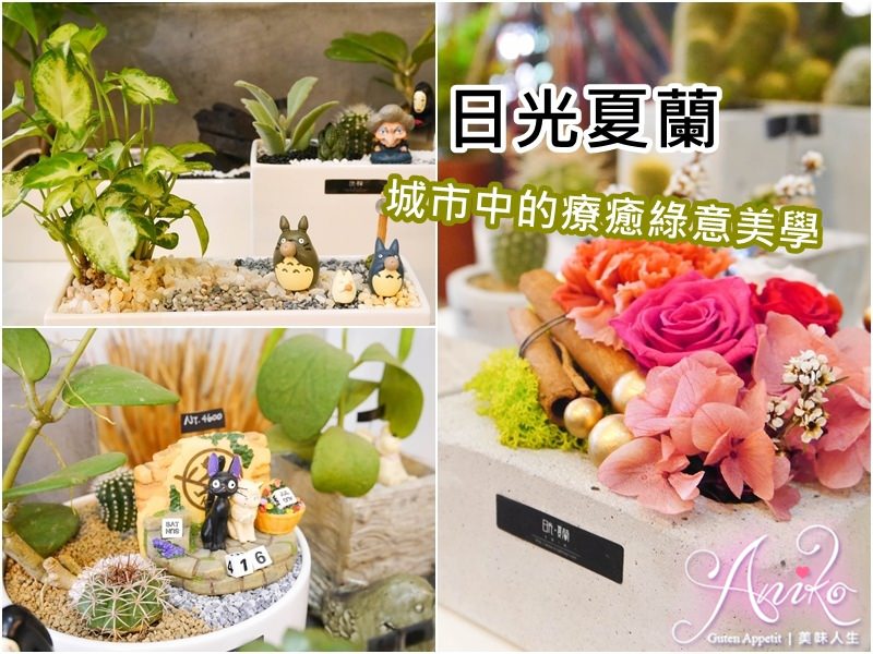 【台南小店】日光夏蘭。城市中的療癒綠意美學！終身保固~送禮自用漂亮小盆栽