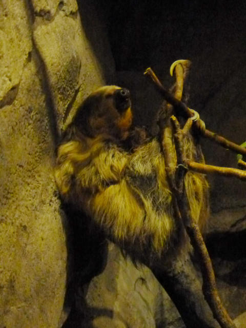 【❤木柵】好不敬業的木柵動物園。二訪團團圓圓