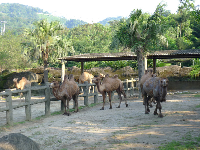 【❤木柵】好不敬業的木柵動物園。二訪團團圓圓