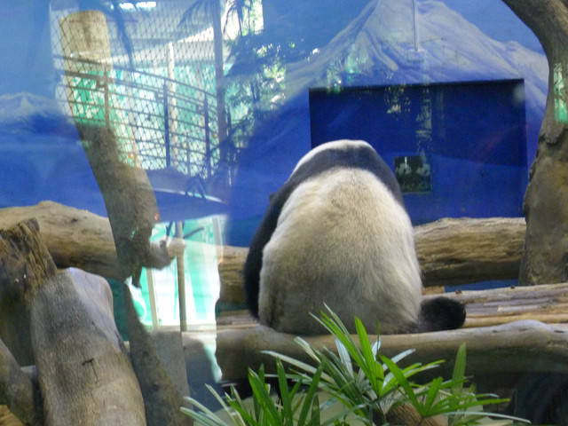 【❤木柵】好不敬業的木柵動物園。二訪團團圓圓