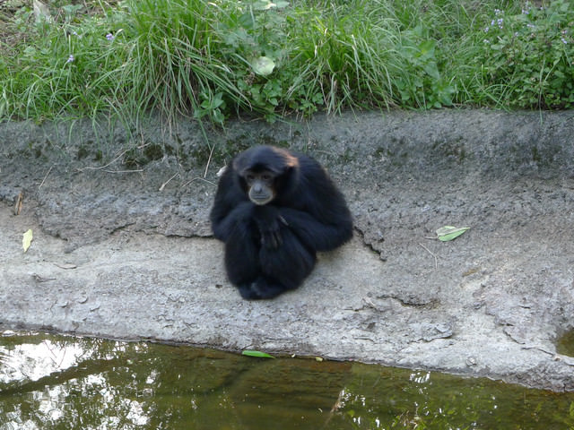 【❤木柵】好不敬業的木柵動物園。二訪團團圓圓