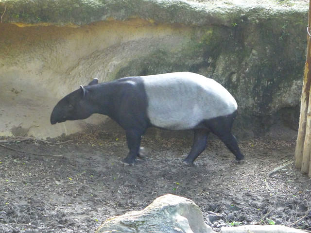 【❤木柵】好不敬業的木柵動物園。二訪團團圓圓