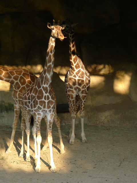 【❤木柵】好不敬業的木柵動物園。二訪團團圓圓