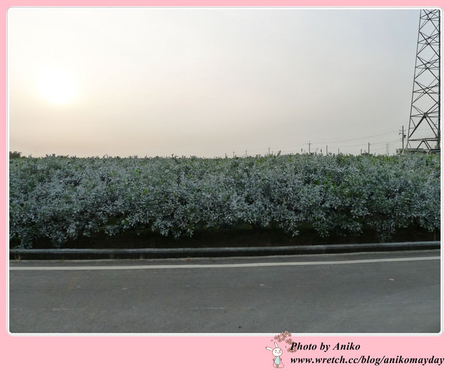 【秋❤雲林】優美宜人的林蔭大道。古坑綠色隧道 x 蜜蜂故事館