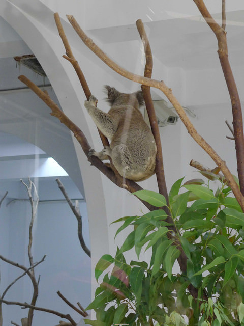 【❤木柵】好不敬業的木柵動物園。二訪團團圓圓