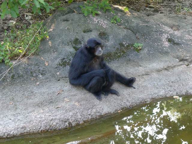 【❤木柵】好不敬業的木柵動物園。二訪團團圓圓