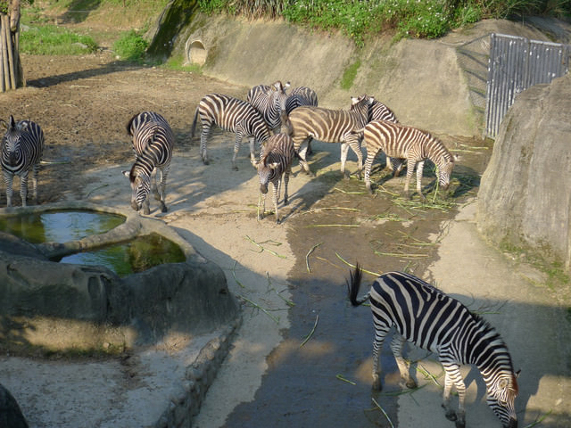 【❤木柵】好不敬業的木柵動物園。二訪團團圓圓