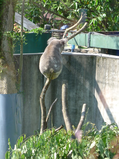 【❤木柵】好不敬業的木柵動物園。二訪團團圓圓