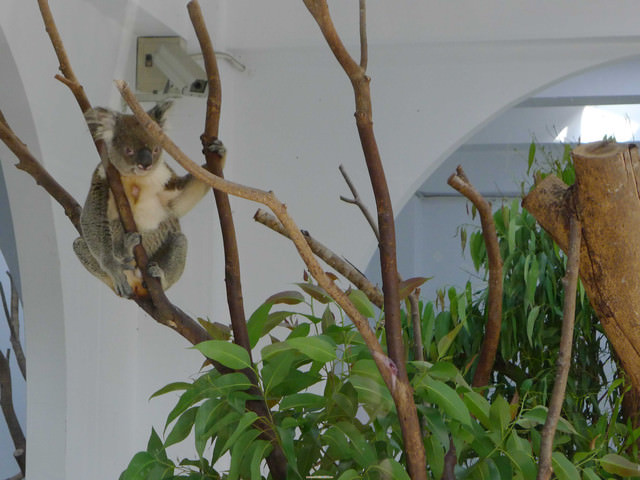 【❤木柵】好不敬業的木柵動物園。二訪團團圓圓