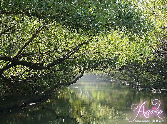 【台南旅遊】綠色隧道。此生必去！絕美私密景點～台版亞馬遜河