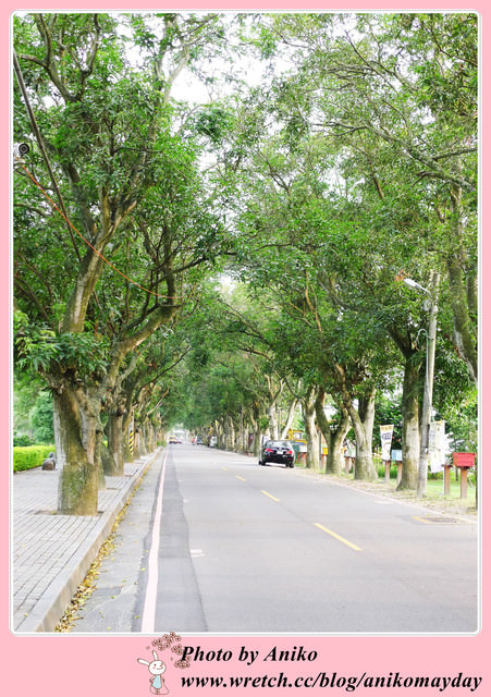 【秋❤雲林】優美宜人的林蔭大道。古坑綠色隧道 x 蜜蜂故事館